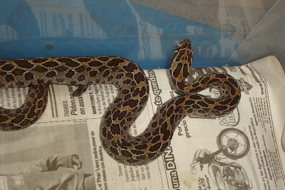 Crotalus polystictus