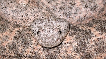 Crotalus m. mitchellii