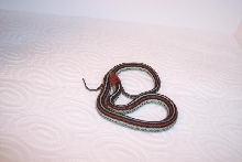 san francisco garter cb 06