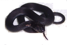 melanistic eastern