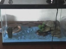 Home for my fat-tail
