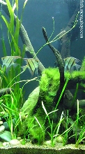 amazon biotope