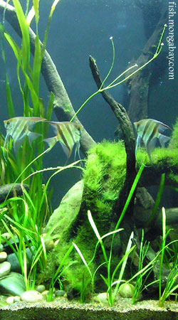 amazon biotope