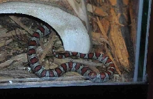 My Mexican Kingsnake - Flame