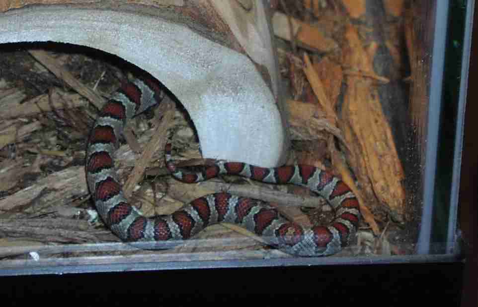 My Mexican Kingsnake - Flame