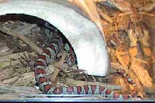 Mexican Kingsnake - Flame