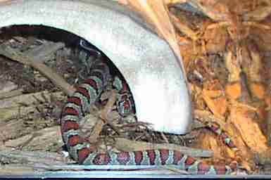 Mexican Kingsnake - Flame