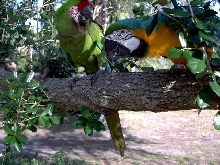 BooBoo and Wobbles