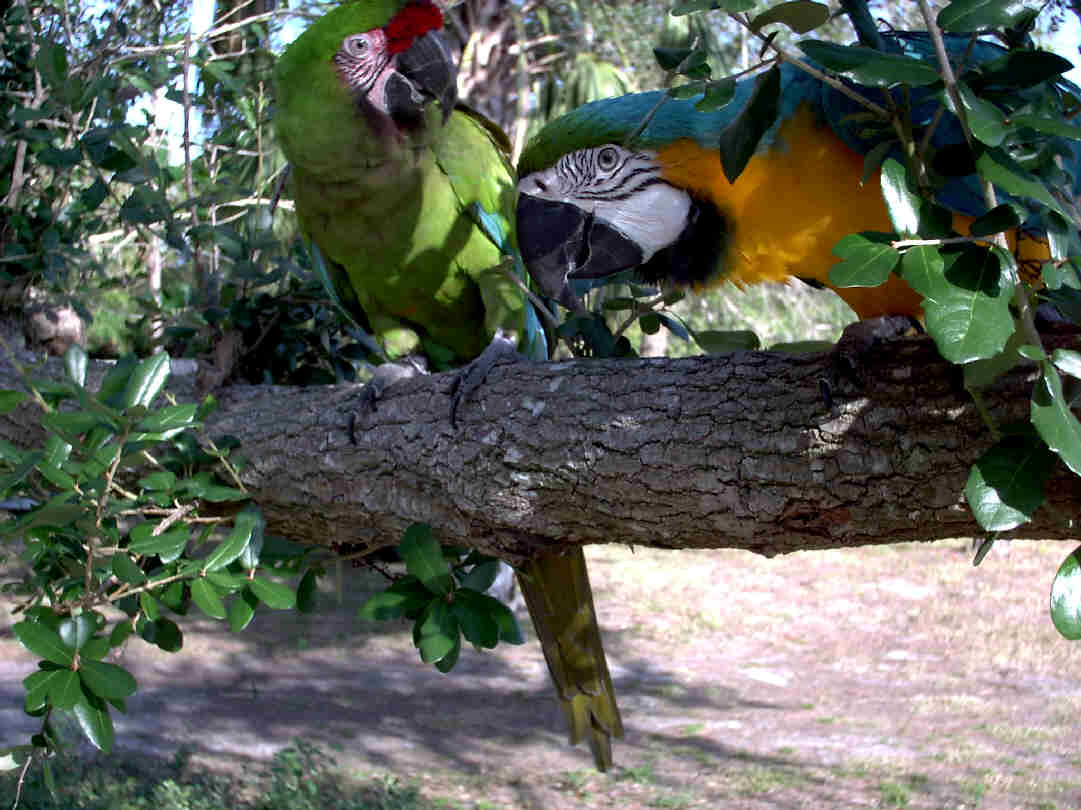 BooBoo and Wobbles