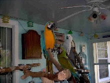 Wobbles,BooBoo and Ringo