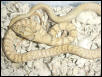 rat snake?