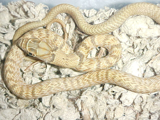 rat snake?