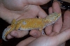 Tremper1