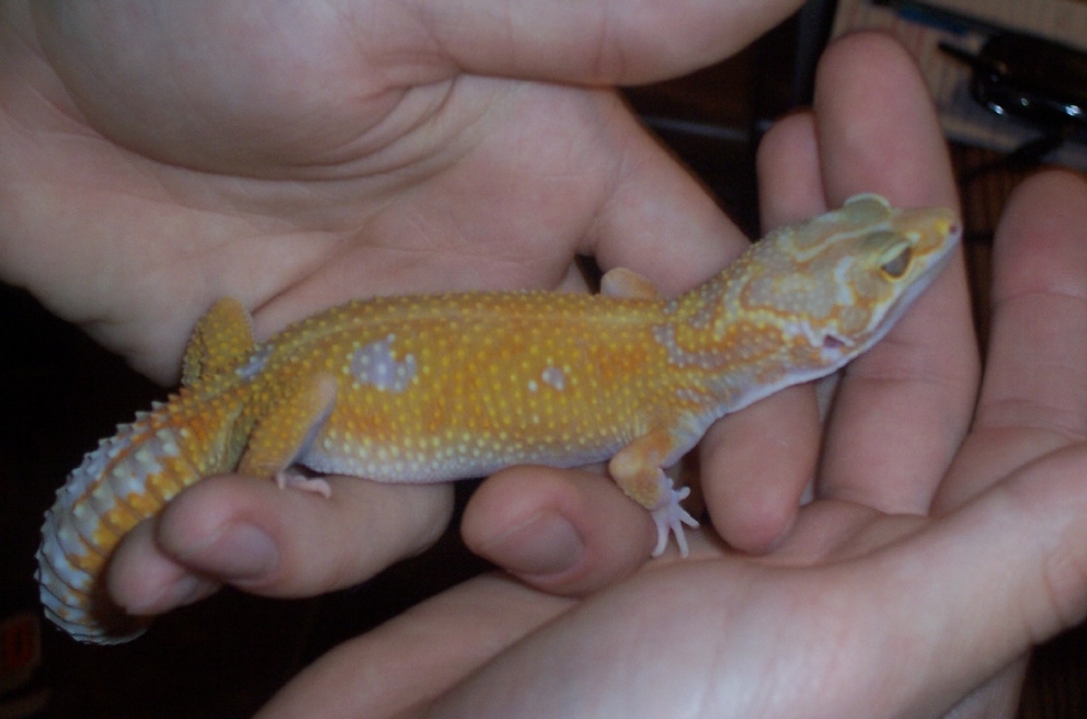 Tremper1