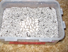 Eggs 3