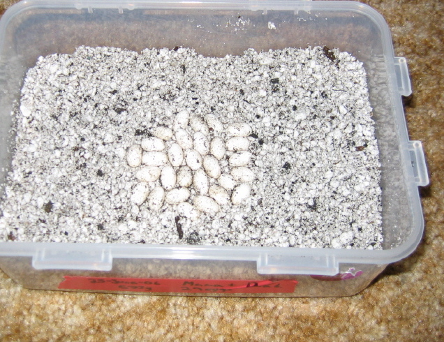 Eggs 3