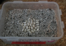 Eggs 2