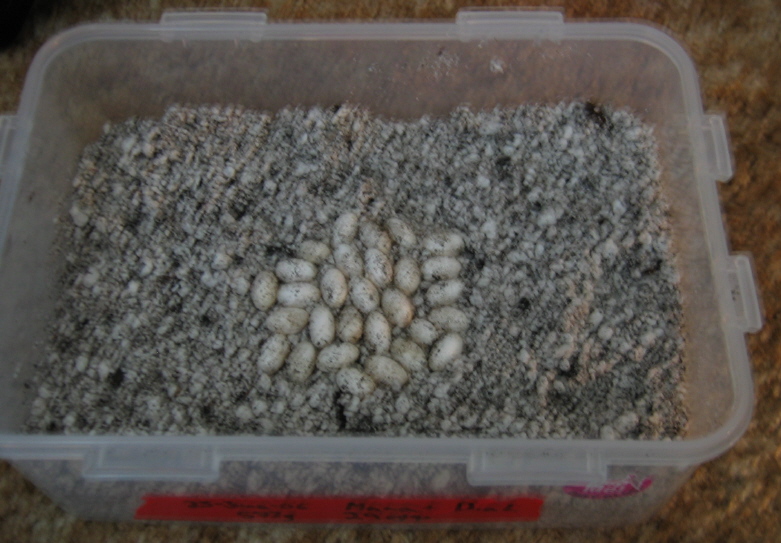 Eggs 2