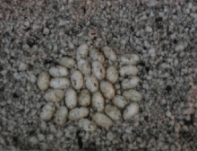 Eggs 1