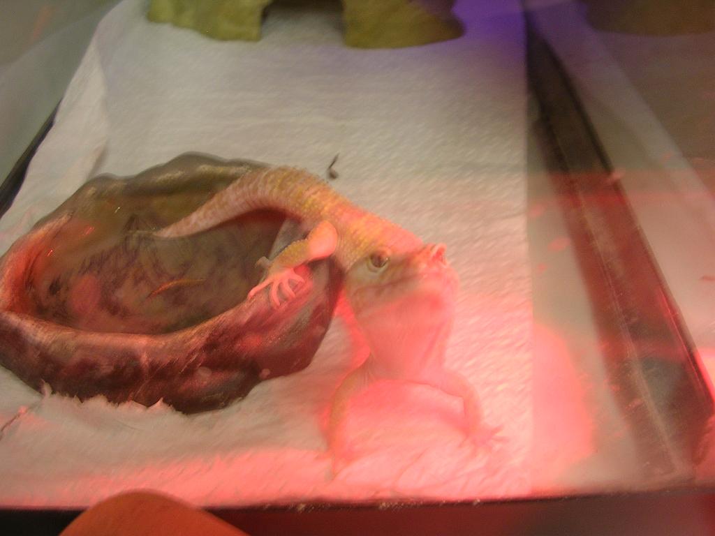 albino leo true surviver