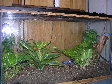 crested tank