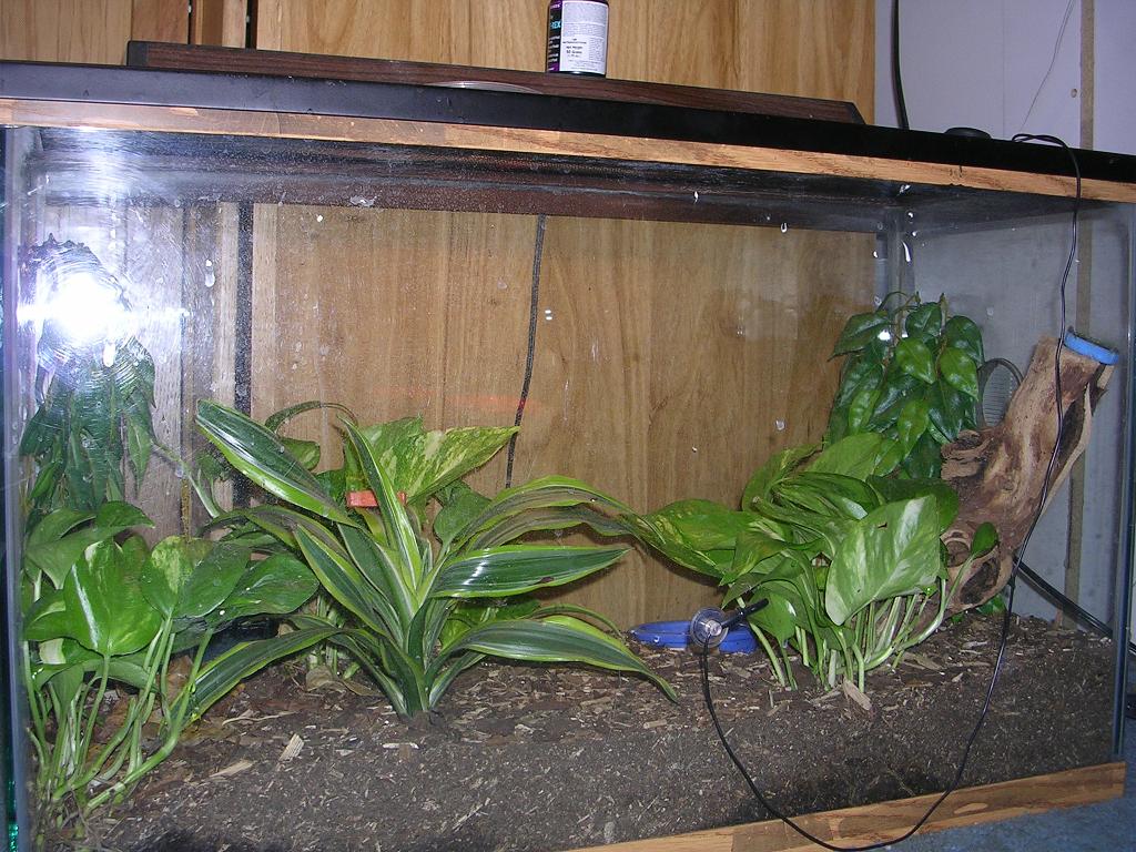 crested tank