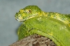 Female Biak Type 01