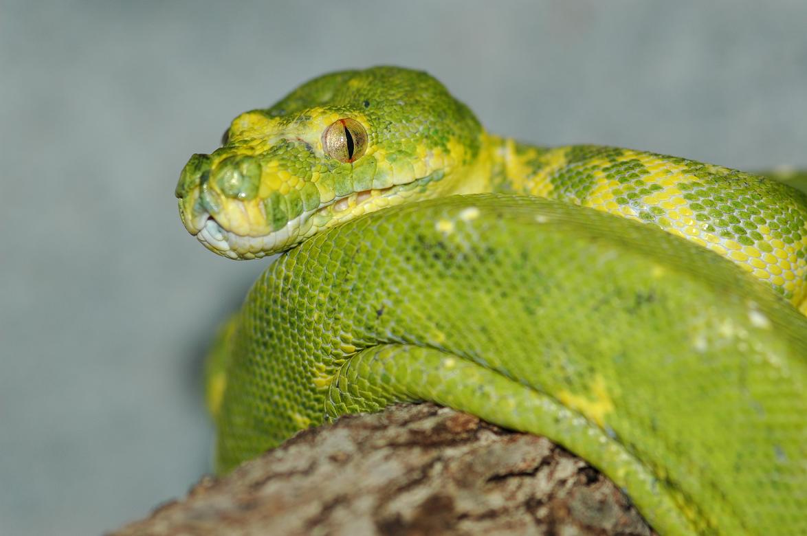 Female Biak Type 01