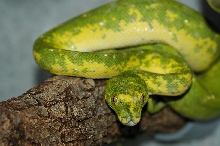 Female Biak Type 02