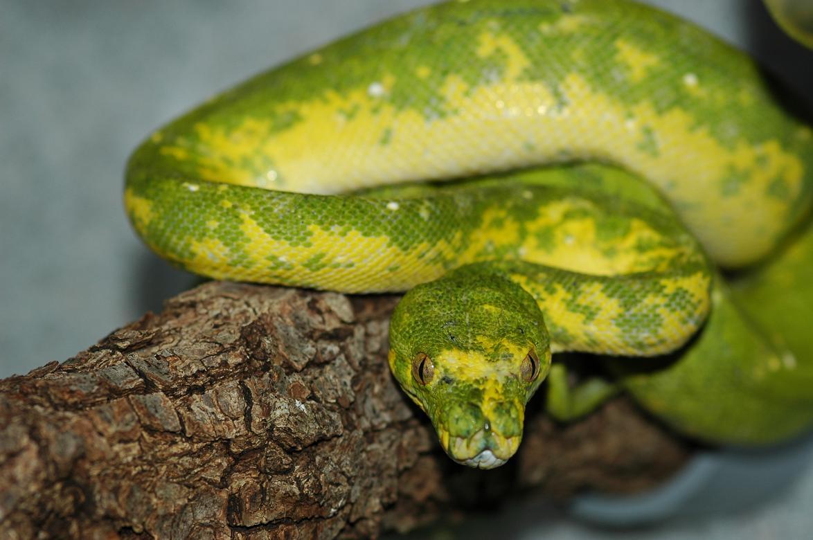 Female Biak Type 02