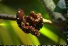 Waan 2