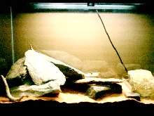 Savannah Terrarium
