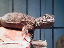 jacques basking