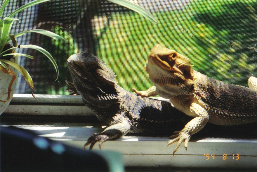 lee and stumpy in window 07