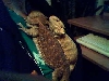 lily and kunji on mommy's bosom