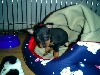 Bailey