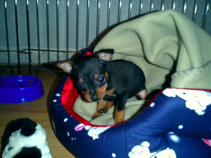 Bailey