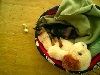 Bailey