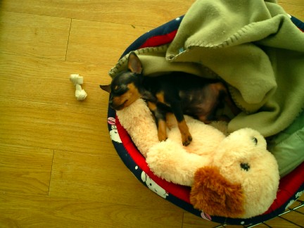 Bailey
