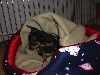 Bailey