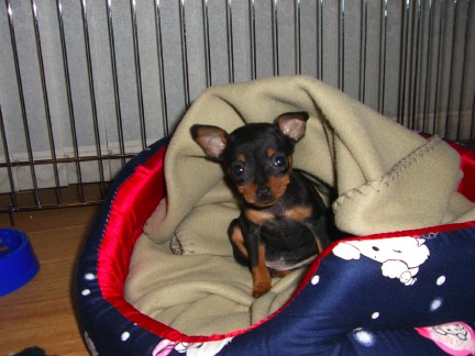 Bailey