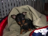 Bailey
