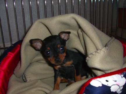 Bailey
