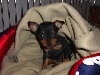 Bailey