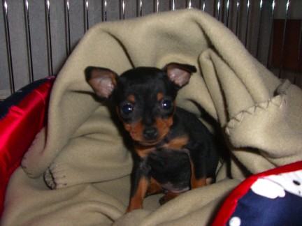 Bailey