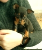 Bailey