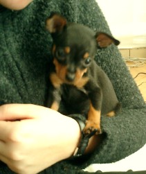 Bailey