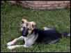 Buster - Pound Puppy!