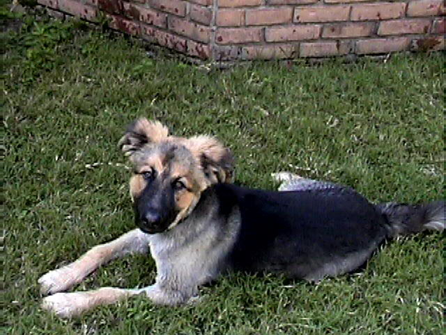Buster - Pound Puppy!
