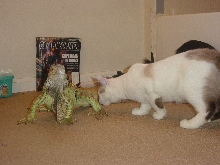 my kitten Mitzu smelling Lizzy